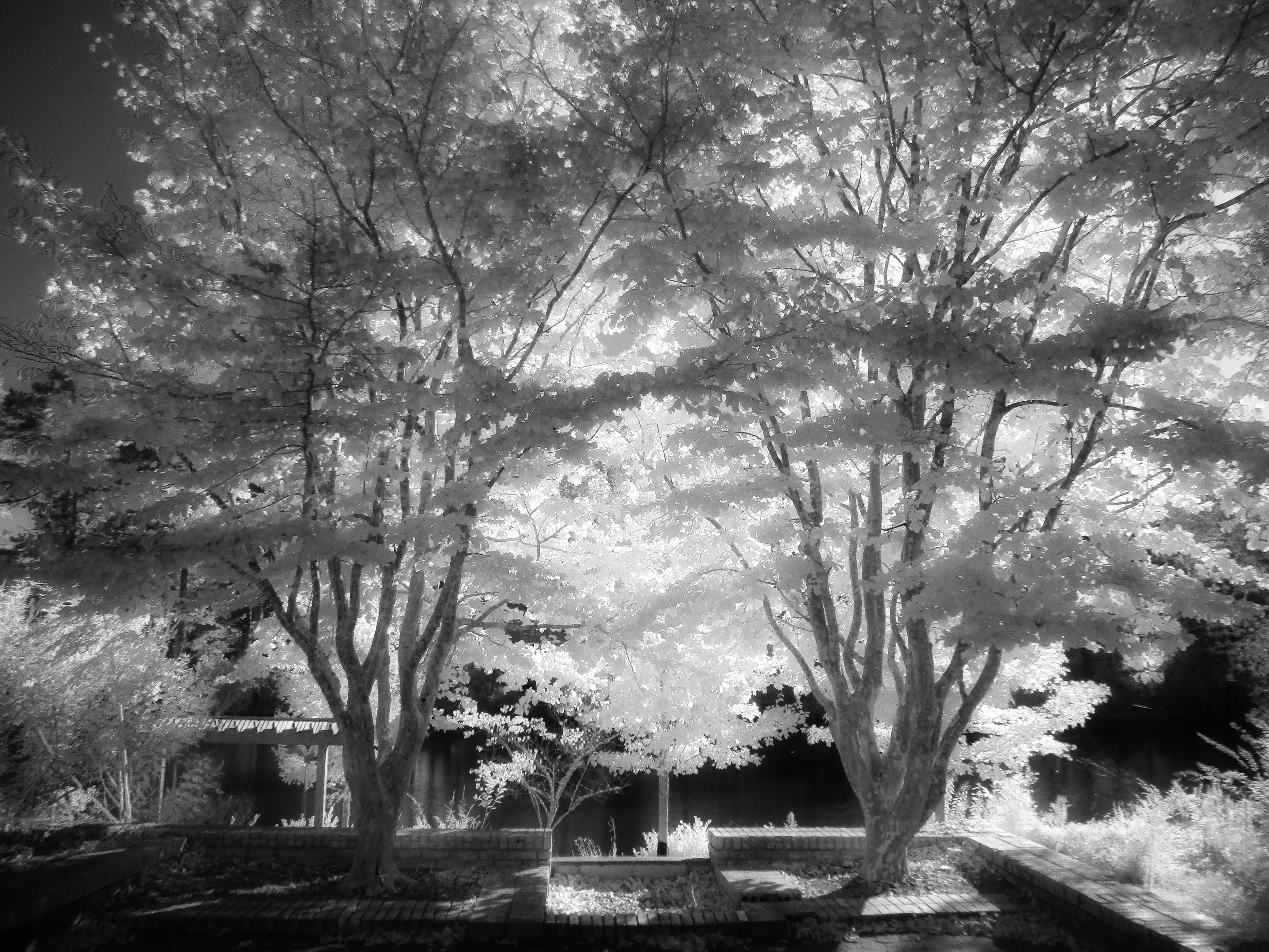 ghostly old tree in infrared